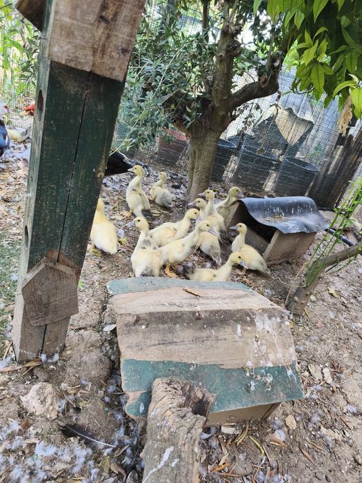 Patos com um mês, patos mudos, criação, animais