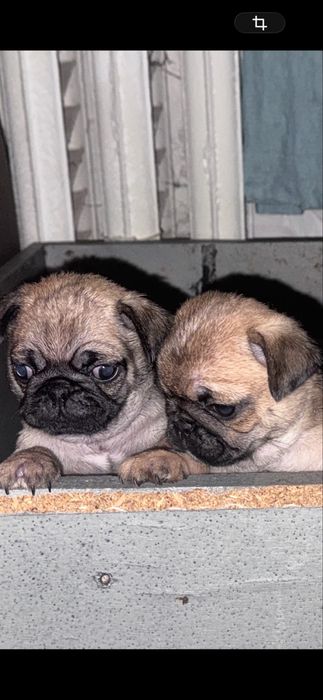 Мопсята ,доставка по району