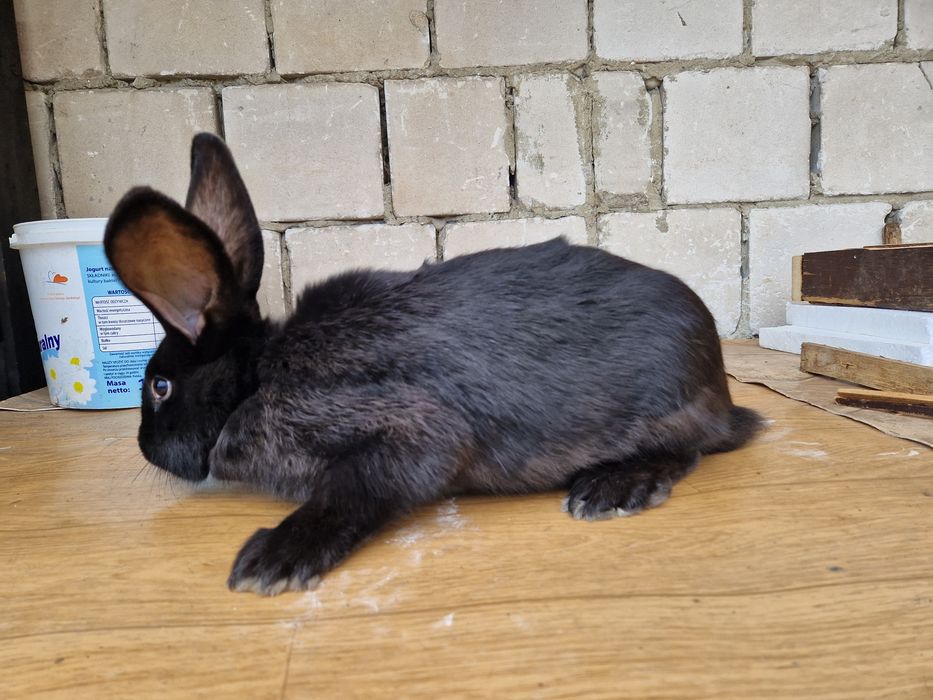 Sprzedam młodą samica srokacza