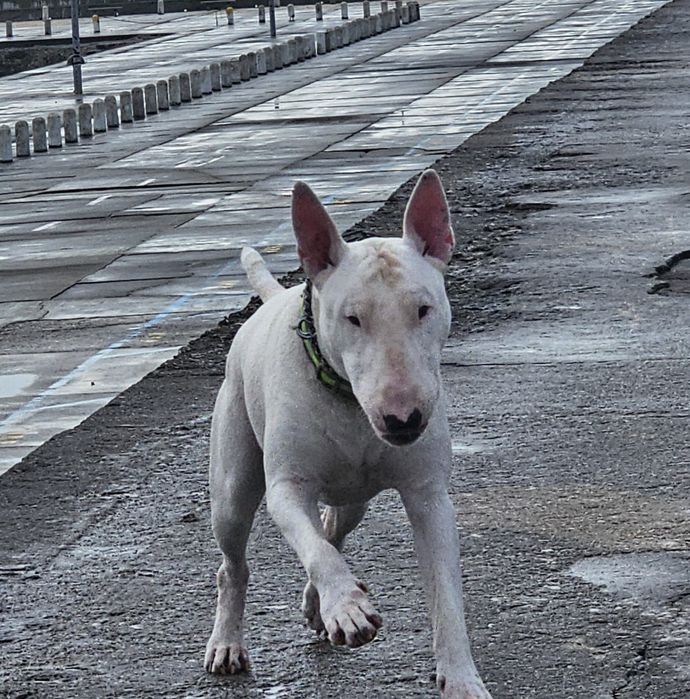 Adoção Bull Terrier