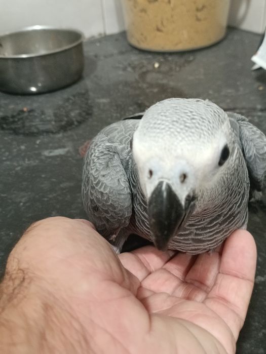 Papagaio cinzento fêmea criado a mão
