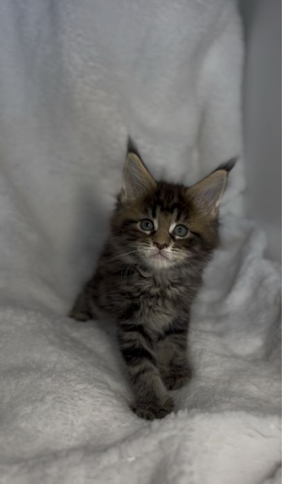 Kotka Maine Coon FPL