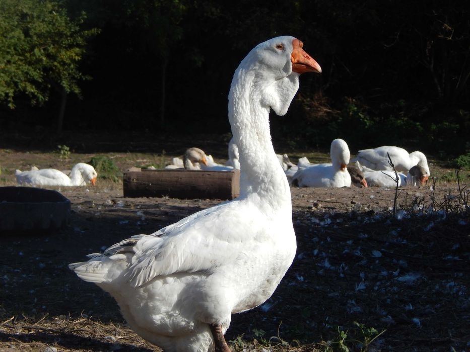 Продам гуси холмогори