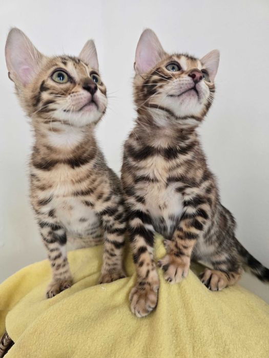 Kocurek Bengalski