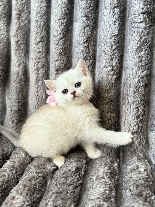 Продам кошеня (дівчинка) срібляста шиншила шотландської породи