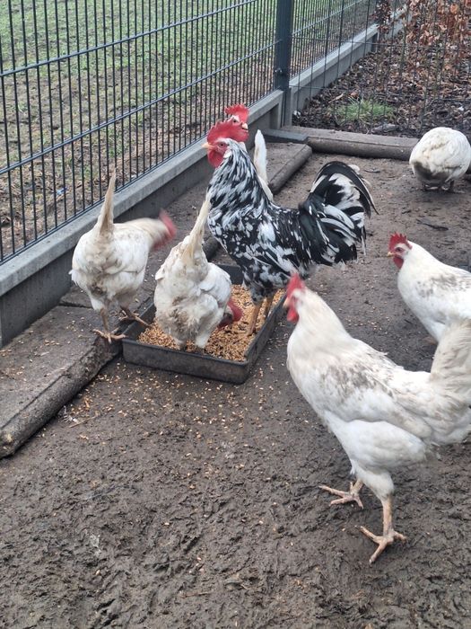 Jaja lęgowe leghorn exchequer