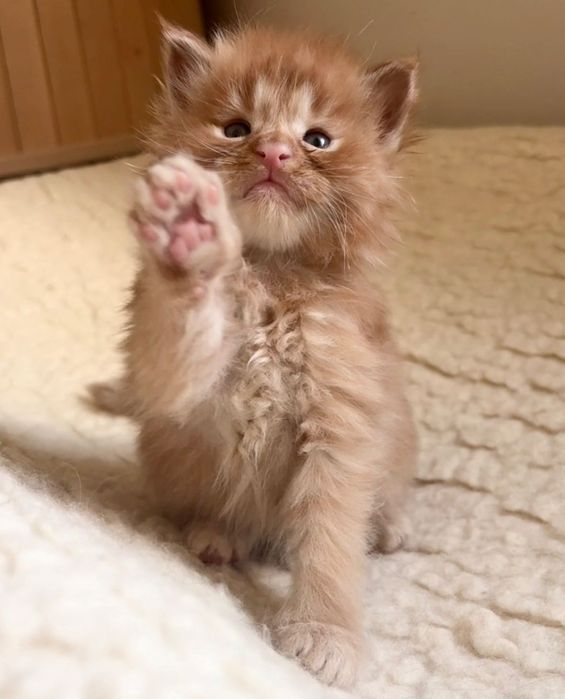 Maine Coon - Rudy kocurek !