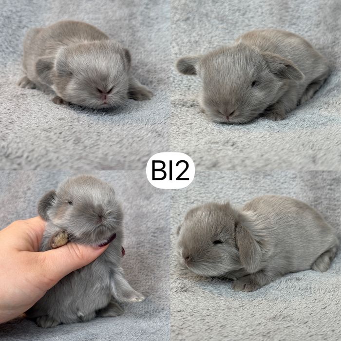 Królik Baranek Miniaturka MINI LOP