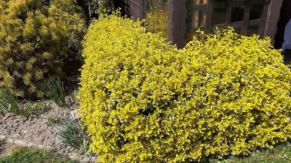 Trzmielina Emerald Gold, wysyłam