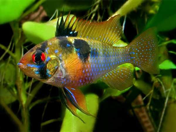 Pielęgniczka Ramireza - Pielęgniczka motylowa - Mikrogeophagus - dowóz