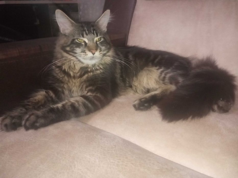 В'язка котів мейн кун