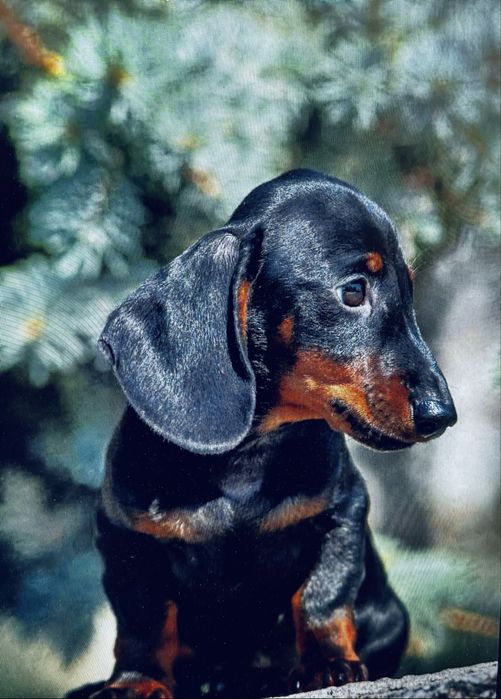 Вязка .Кобель минни такса ищет жену для вязки клубная собака с докумен