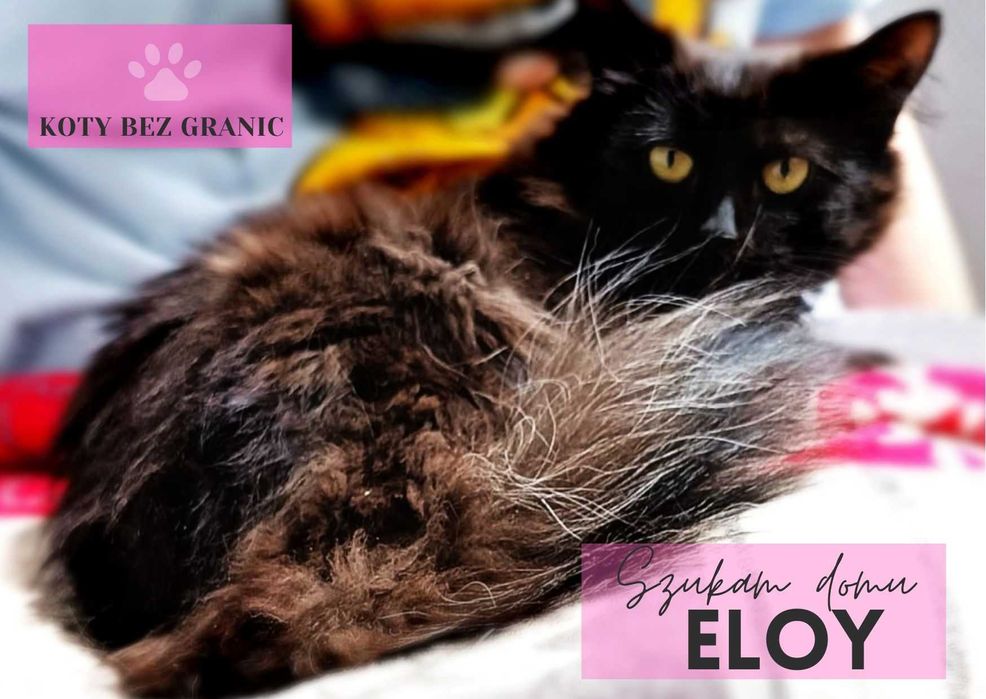 Eloy piękna bezdomna długowłosa roczna kotka szuka domu