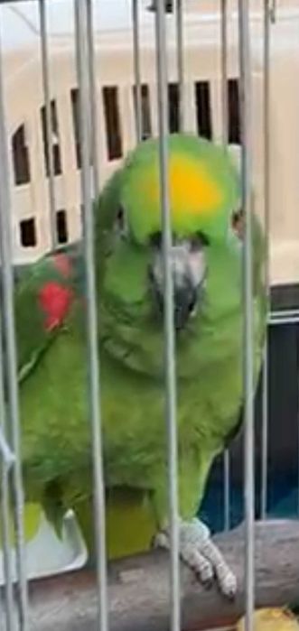 Amazonas  Ochrocephala casal