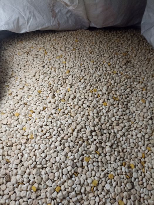 Łubin odmiana Butan