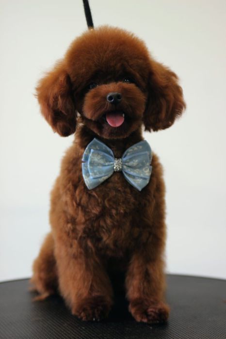 Той пудель, вязка, КСУ- FCI