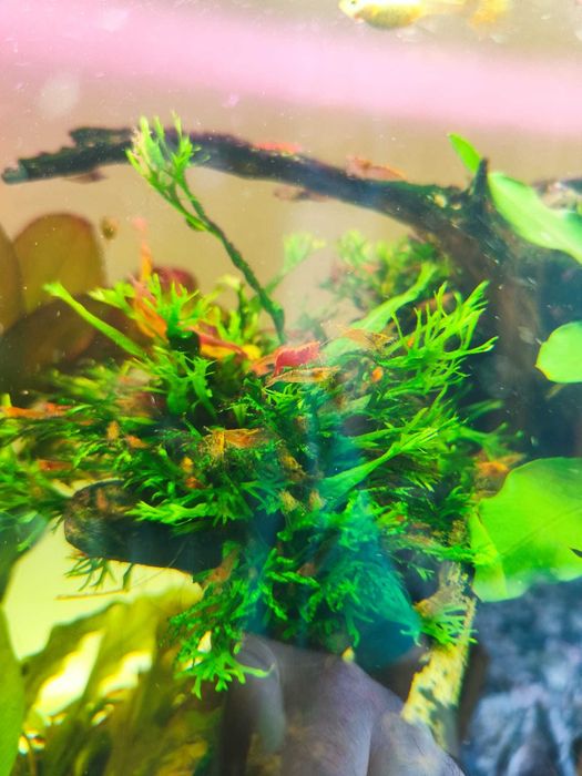 Krewetki mix kolorów