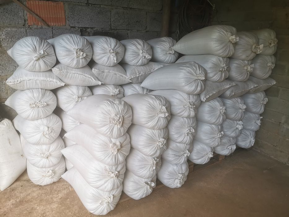 Pszenżyto ozime produkcja 2025