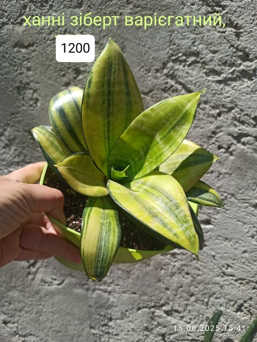 Сансевієрії Індонезія