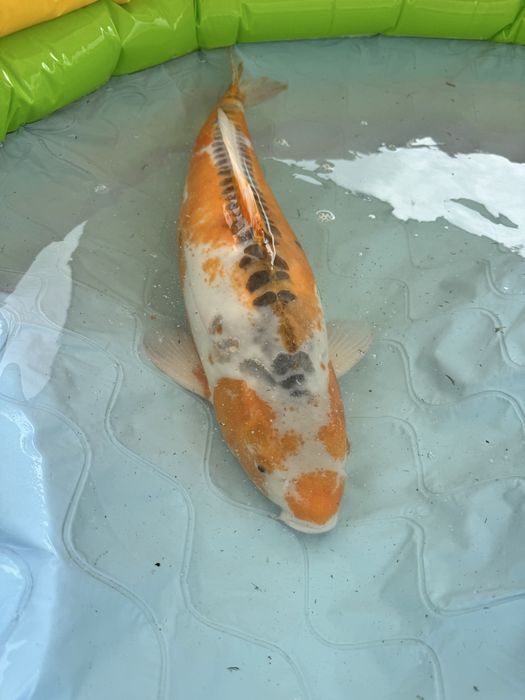 Carpa koi hi shushui female 85+