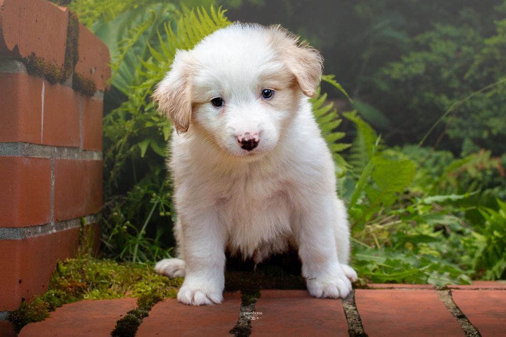 Border collie samiec ee red ZKwP FCI