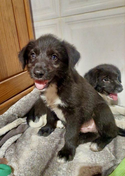 Cães bebés para adoção responsável