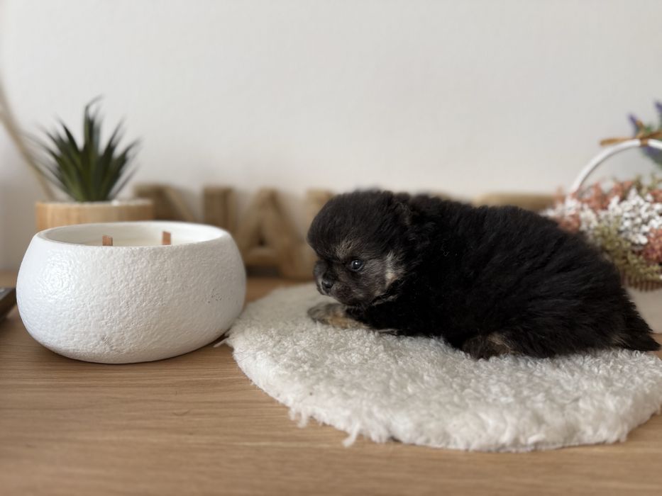 Menino lulu pomerania menino linhagem russa mini