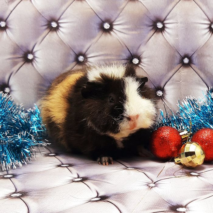 Морские свинки,морская свинка,морські свинки,морська свинка