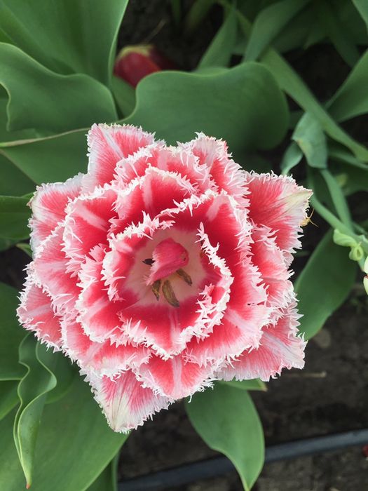 Цибулини тюльпанів , багаторічна лаванда (30-50 гр кущі)