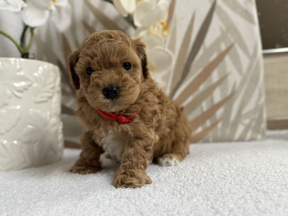 Bichpoo, bichon frise/ pudel toy red,  udowna suczka!