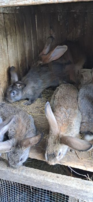 Coelhos para consumo