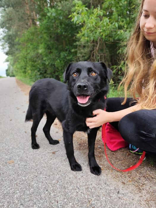 Nasz śliczny Samuraj czeka na dom!
