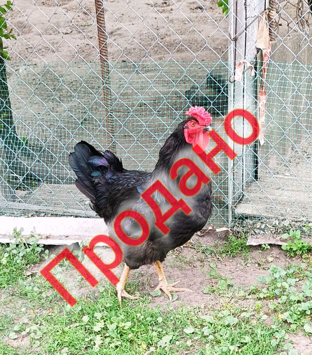 Продам молодих півників!