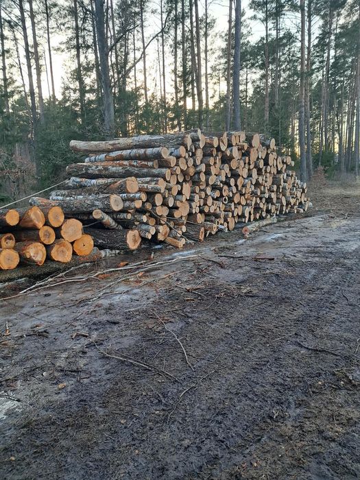 Drzewo opałowe brzoza i dłużyca kłoda brzoza, olcha, świerk