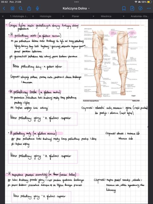Anatomia notatki idealne na 1 rok studiow PDF