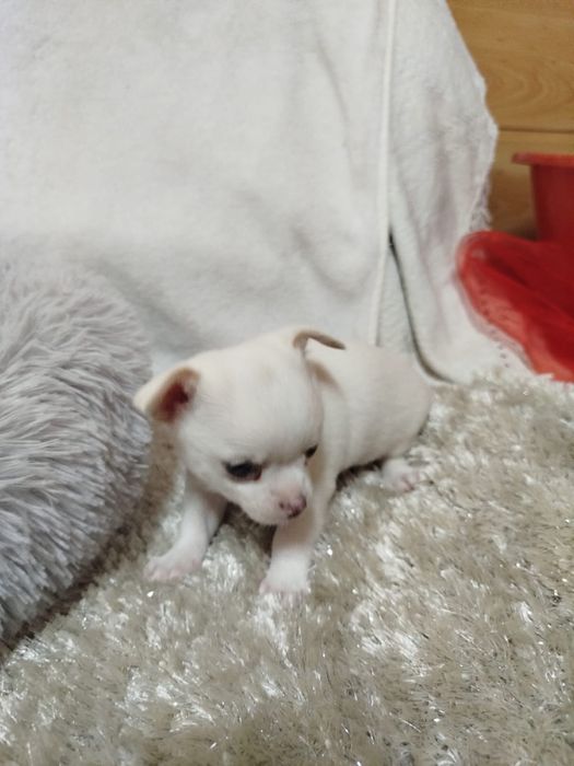 Chihuahua macho