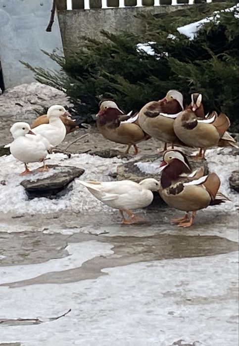 Kaczki Mandarynki rude samce