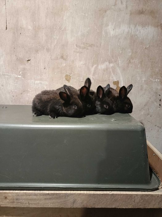 Продам кролів різного віку