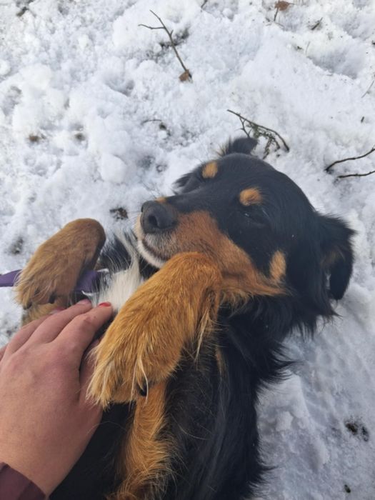 Mały i kochany Cedrik- pokochaj go