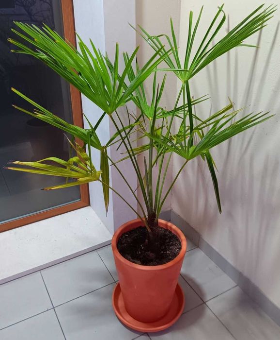 Palmeira com vaso e prato de barro