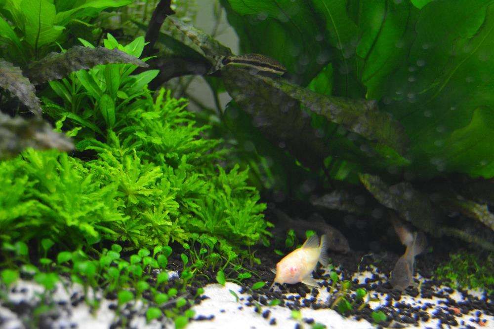 Vendo plantas para aquário