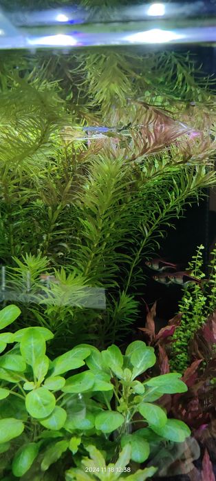 Blyxa japonica duże sadzonki