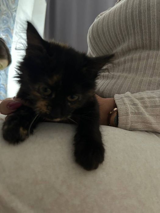 котята безкоштовно