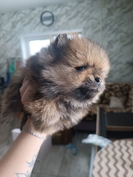 Цуценята шпіц, померанский шпиц, чорний з підпалом, соболь