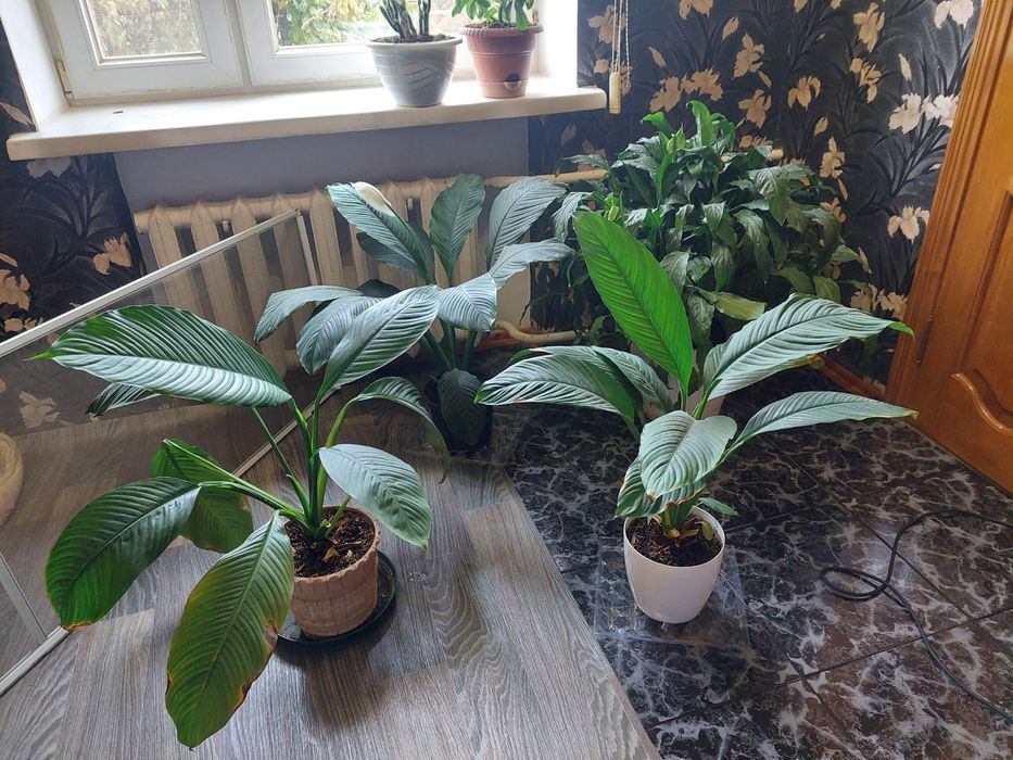 Спатифілум, сенсація, жіноче щастя