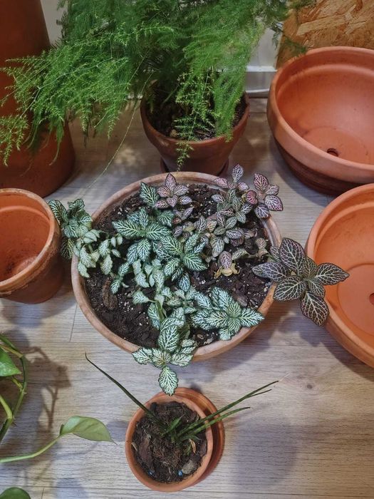 Vasos de barro com pratos para jardinagem