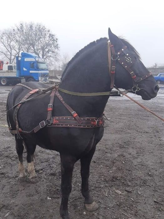 Наритник для коня, шкіряний, новий, ручна робота