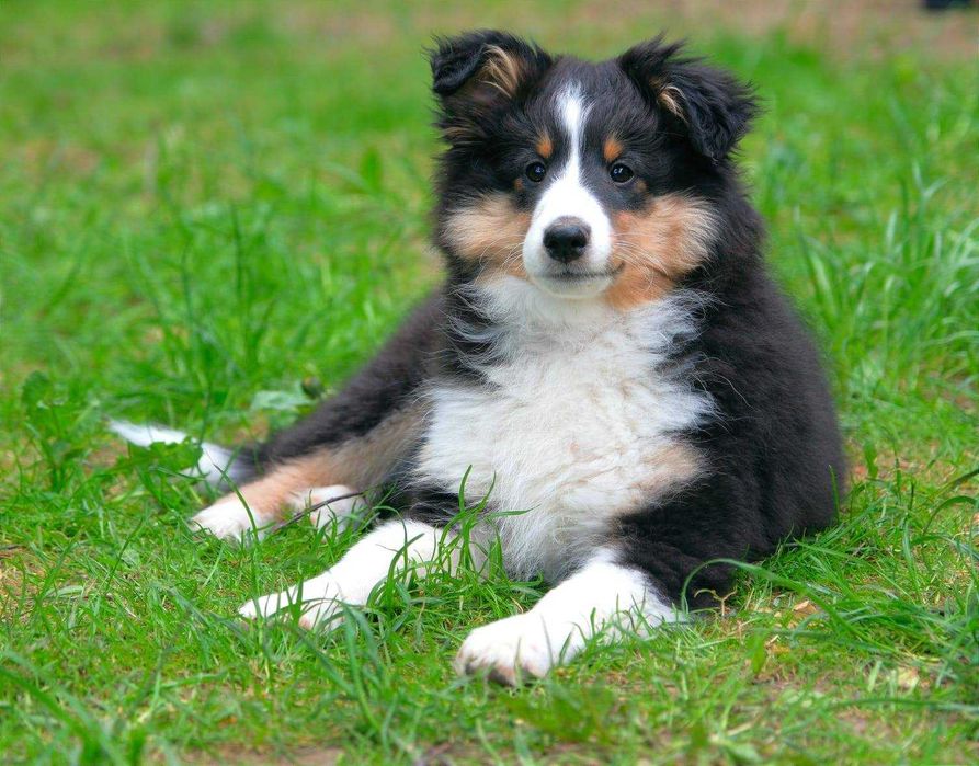 Owczarek szetlandzki, Sheltie, Piesek tricolor ZKwP/FCI