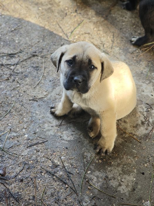 Alabai Fêmea (Pastor da Ásia Central)