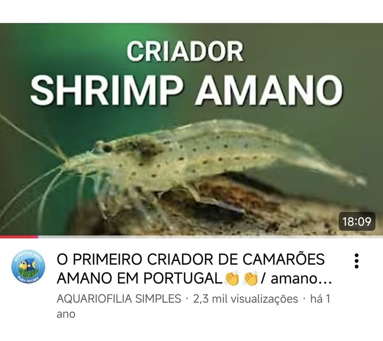 Camarões amano , caridina multidentada, japonica3 a 4 cm